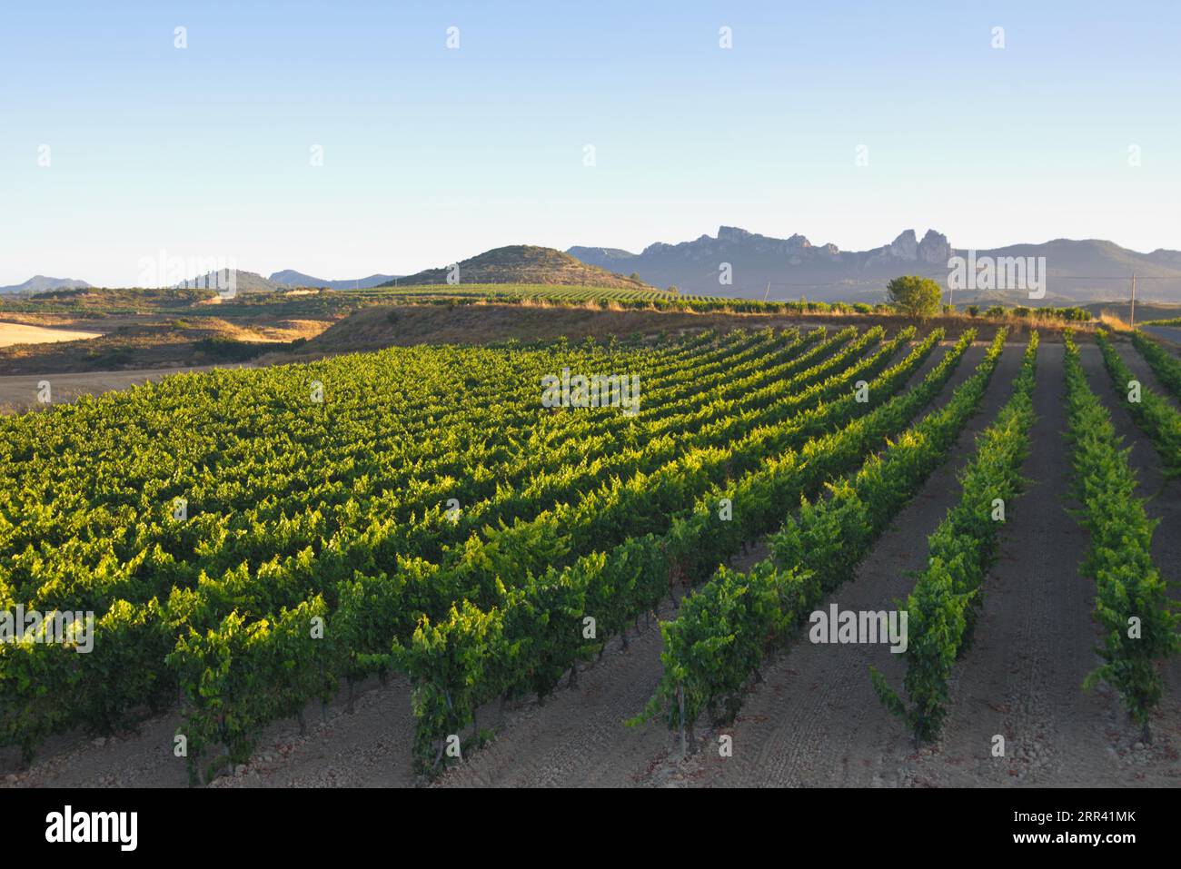 Cultivos de cultivos hi-res stock photography and images - Alamy