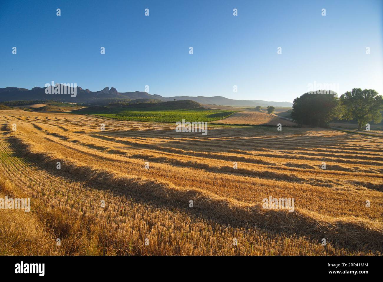 Campos de cereales hi-res stock photography and images - Alamy