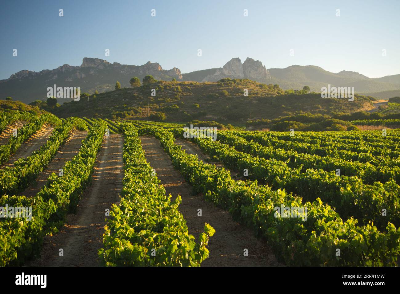 Cultivos cultivos cultivos hi-res stock photography and images - Alamy