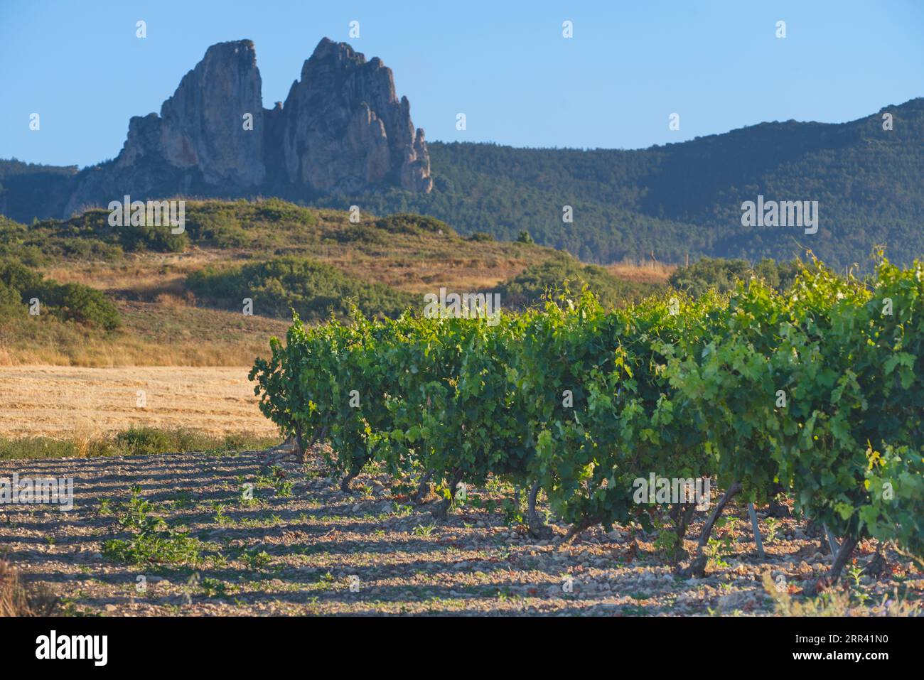 Cultivos cultivos cultivos hi-res stock photography and images - Alamy