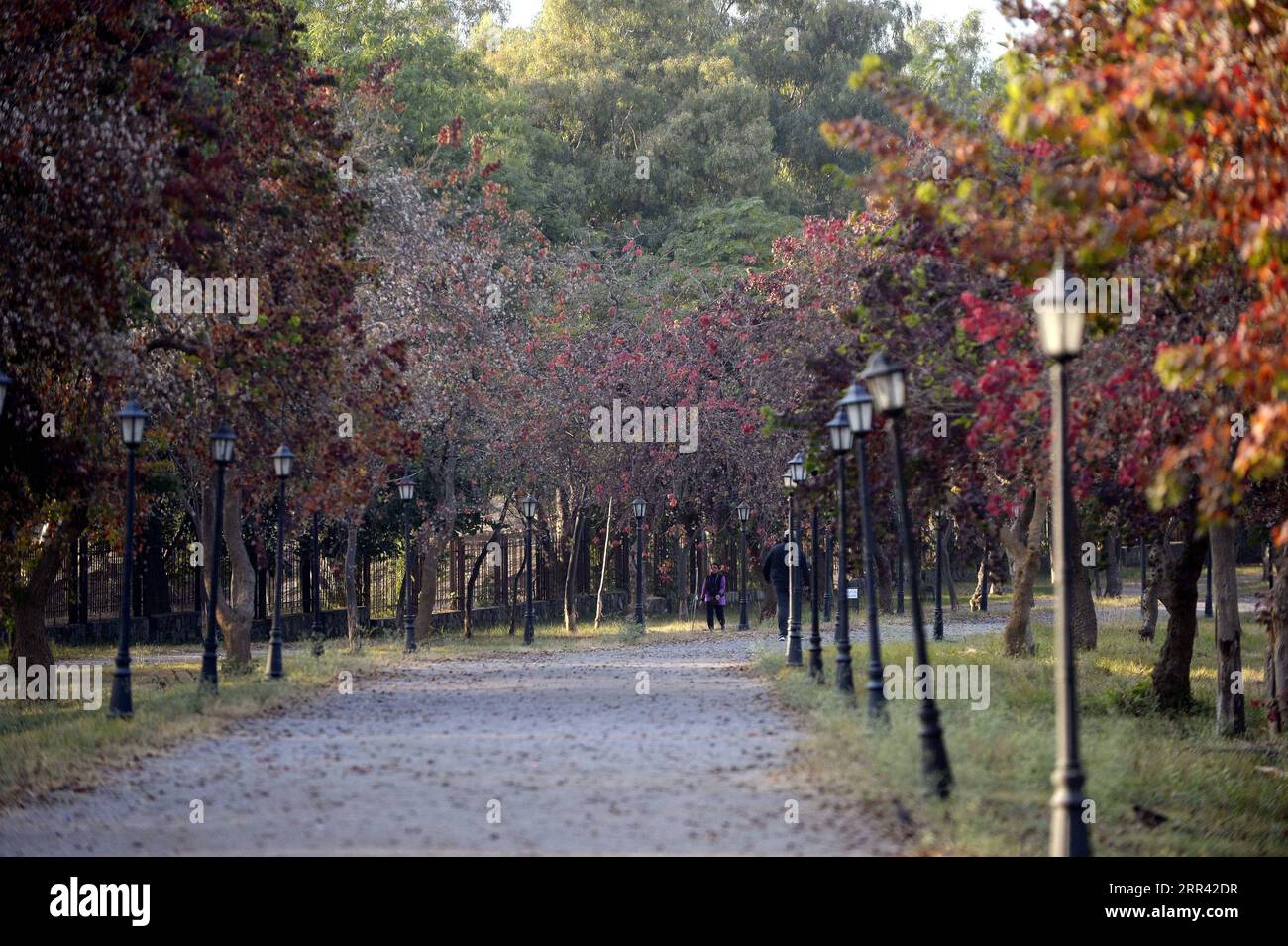 201118 -- ISLAMABAD, Nov. 18, 2020 -- Photo taken on Nov. 17, 2020 shows the autumn scenery of Fatima Jinnah Park in Islamabad, capital of Pakistan.  PAKISTAN-ISLAMABAD-AUTUMN-SCENERY AhmadxKamal PUBLICATIONxNOTxINxCHN Stock Photo