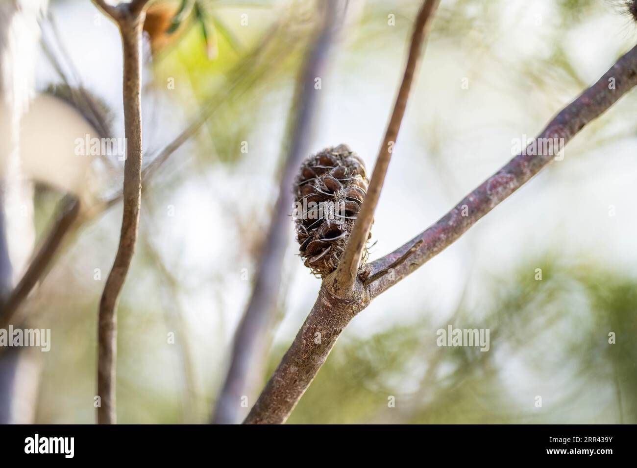 open banksia seed pod in australia in spring Stock Photo - Alamy