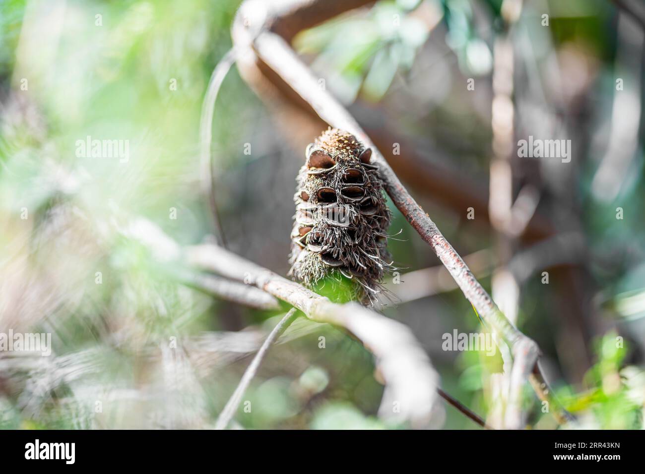 open banksia seed pod in australia in spring Stock Photo
