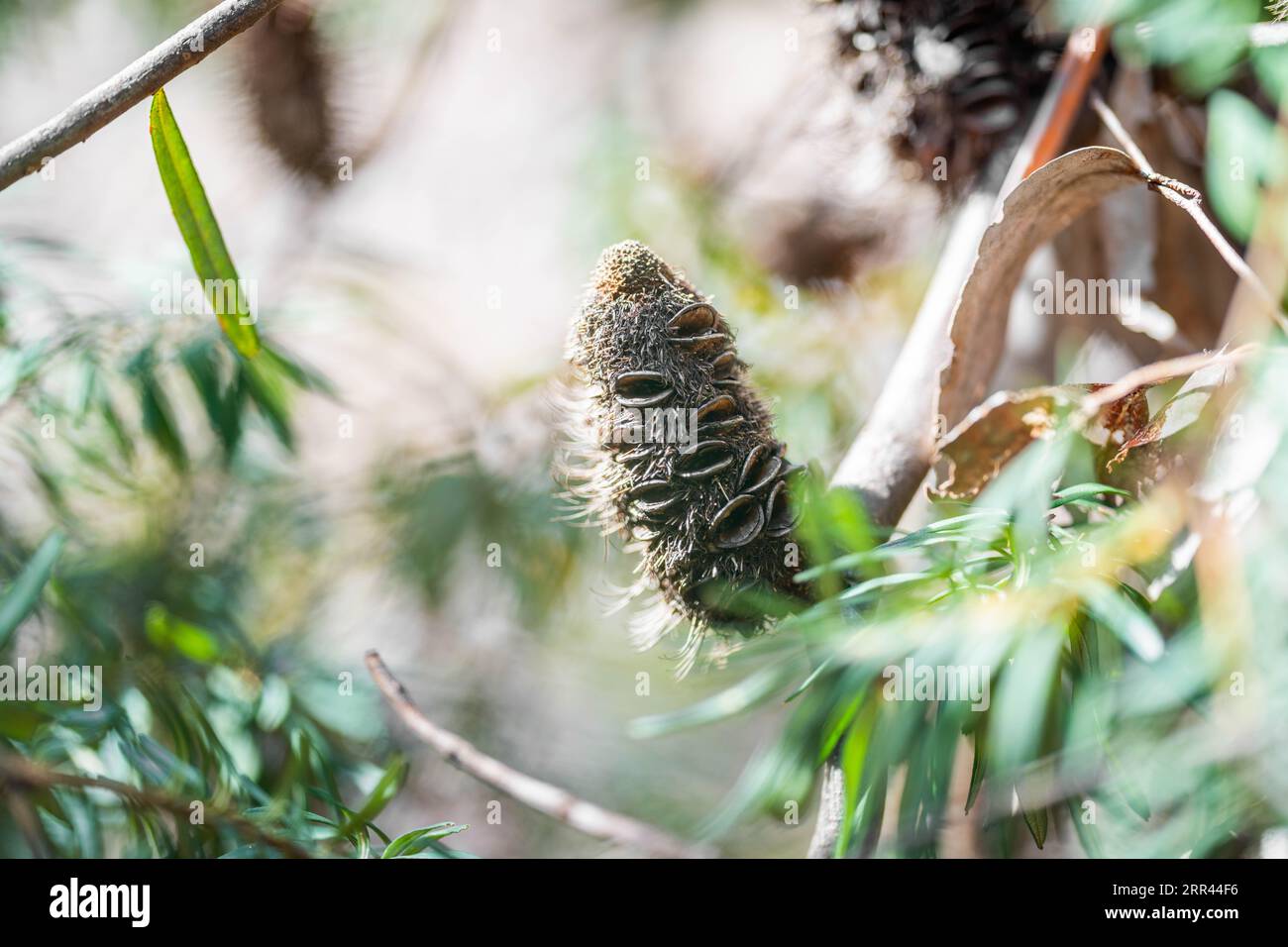open banksia seed pod in australia in spring Stock Photo