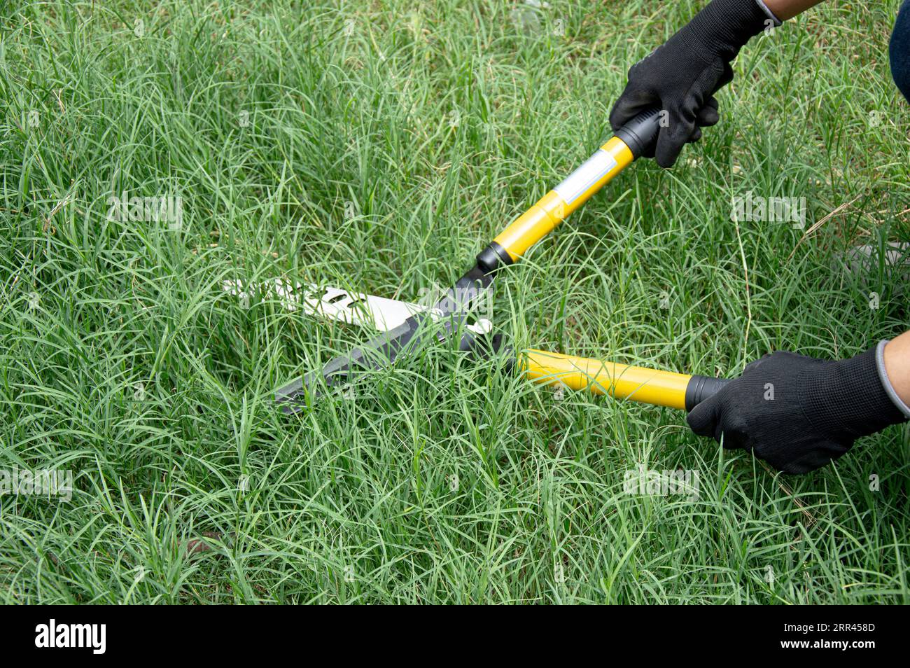 A farmer uses scissors to cut the grass on the ground. Stock Photo