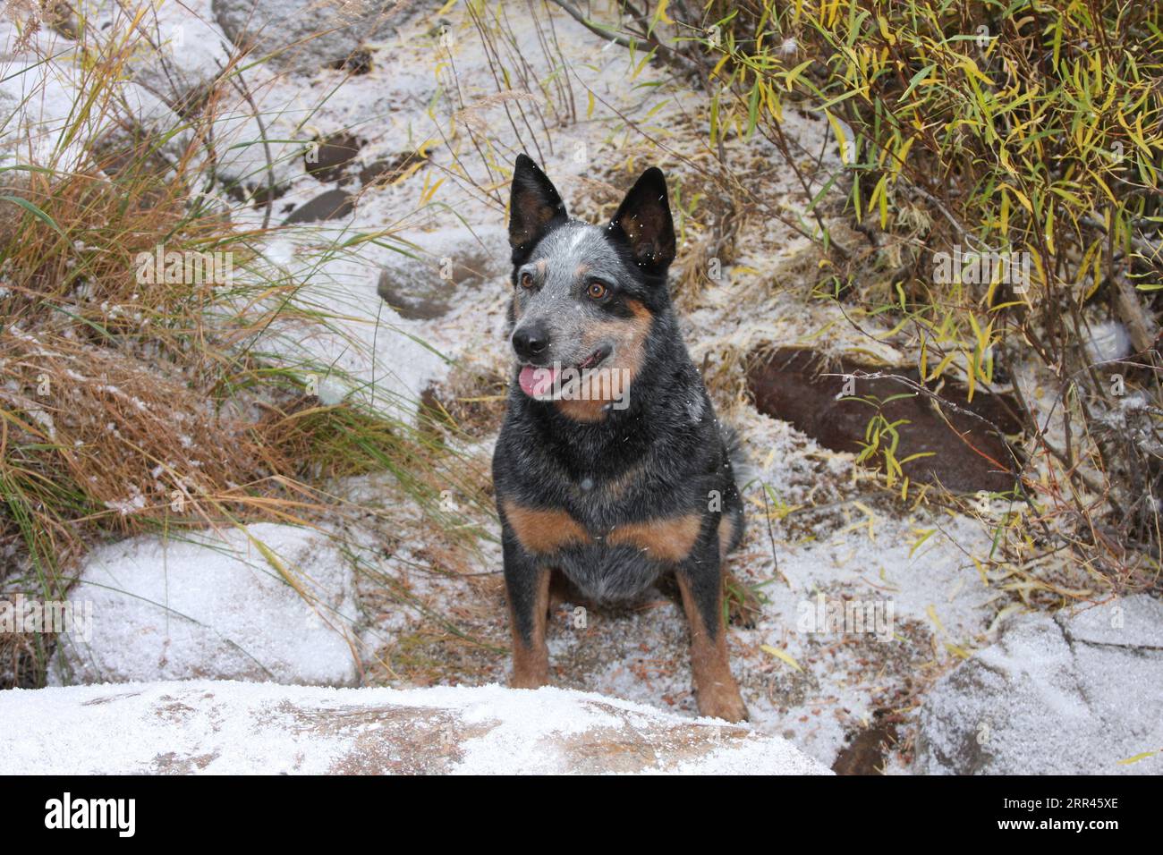 Bison ridge blue hot sale and red heelers