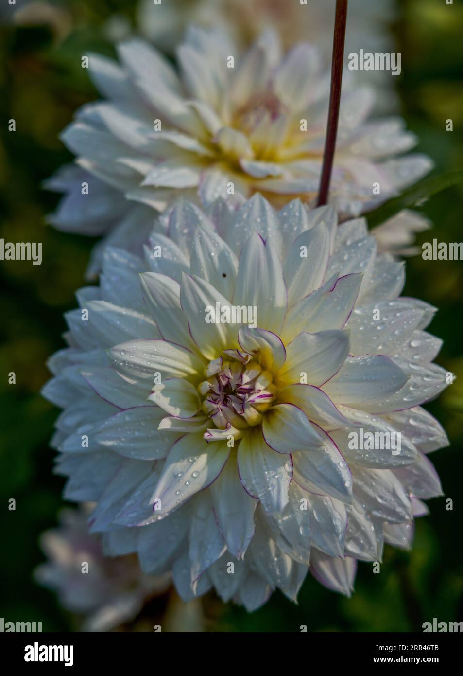 Lush,colourful dahlia flower extreme close up Stock Photo - Alamy