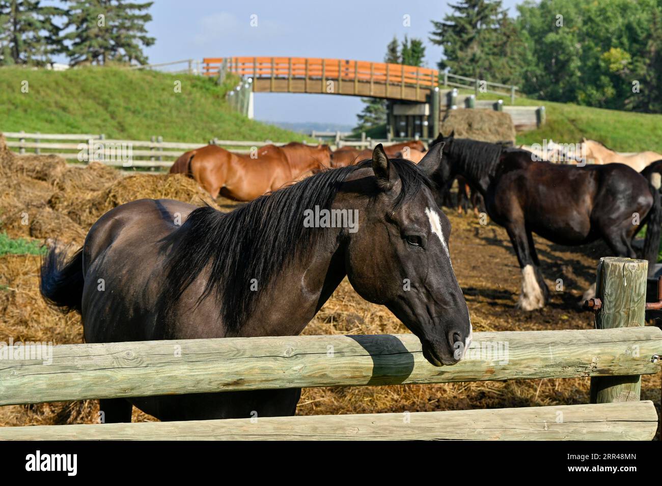 Horses, Heritage Ranch, Waskasoo Park, Red Deer, Alberta, Canada Stock Photo