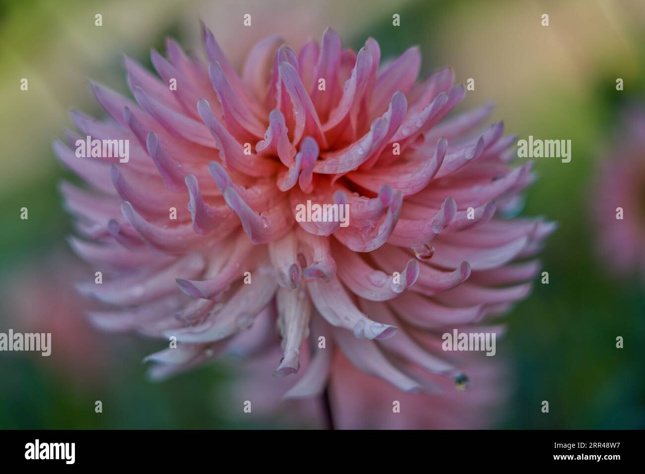 Lush,colourful dahlia flower extreme close up Stock Photo - Alamy