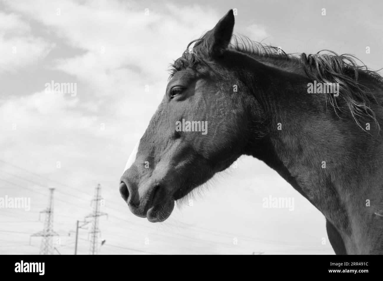 This pictures was taken in one of the most beatiful animal cores in Yerevan. There is a prettyest and cutest horses you've ever seen. Stock Photo