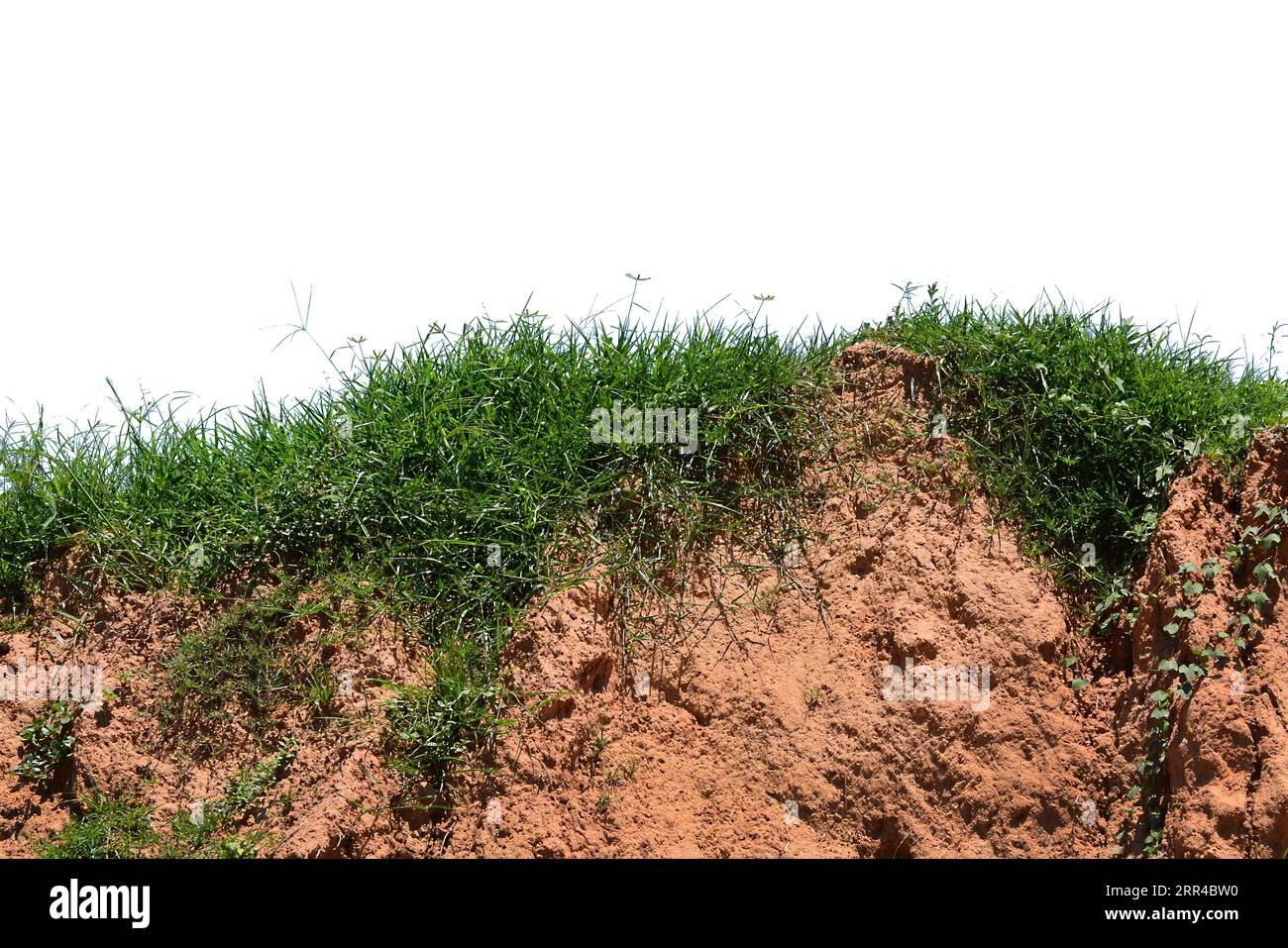Green grass isolated on white background Stock Photo - Alamy