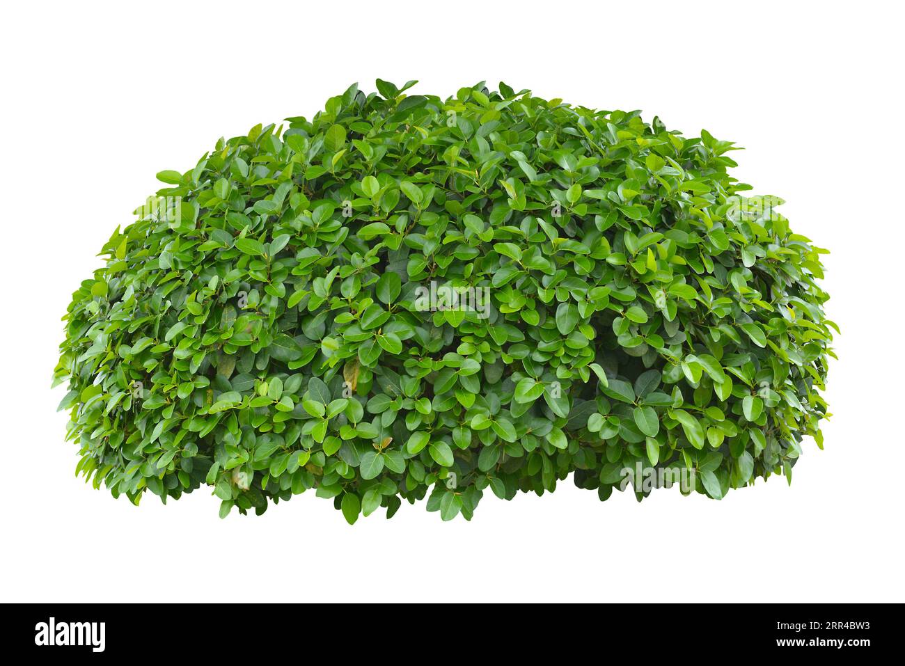 green bush isolated on white background Stock Photo - Alamy