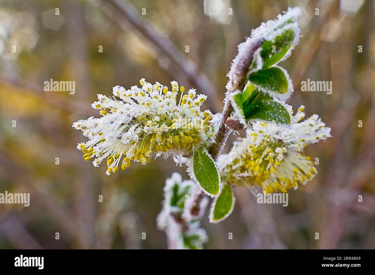 Freezer burn. The spring young willow flowers was covered with ice