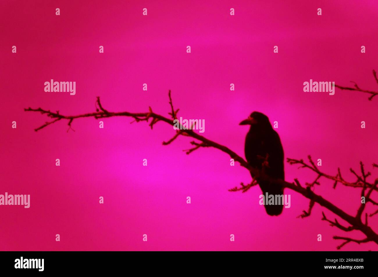 Gloomy bird on a branch. Surrealistic art infrared photo Stock Photo ...