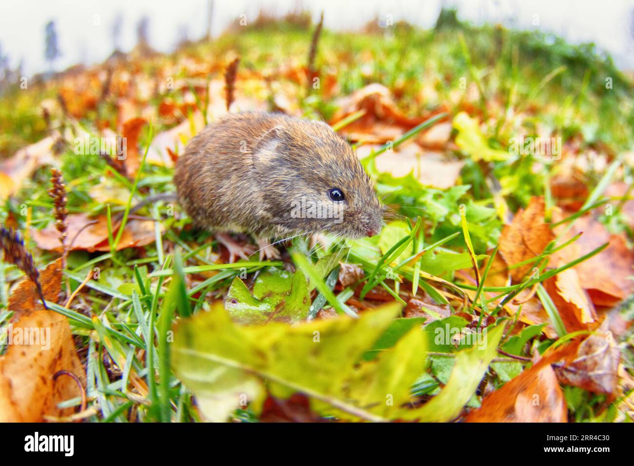 Theriology. Large-toothed redback vole (Clethrionomys rufocanus) on autumn mixed forest river valley. Inhabitant of boreal forests and forest-tundra o Stock Photo