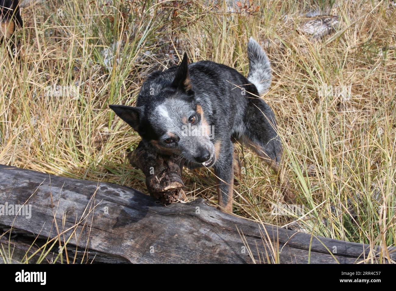 Austrailian Cattle Dog playing with a log in a field Stock Photo