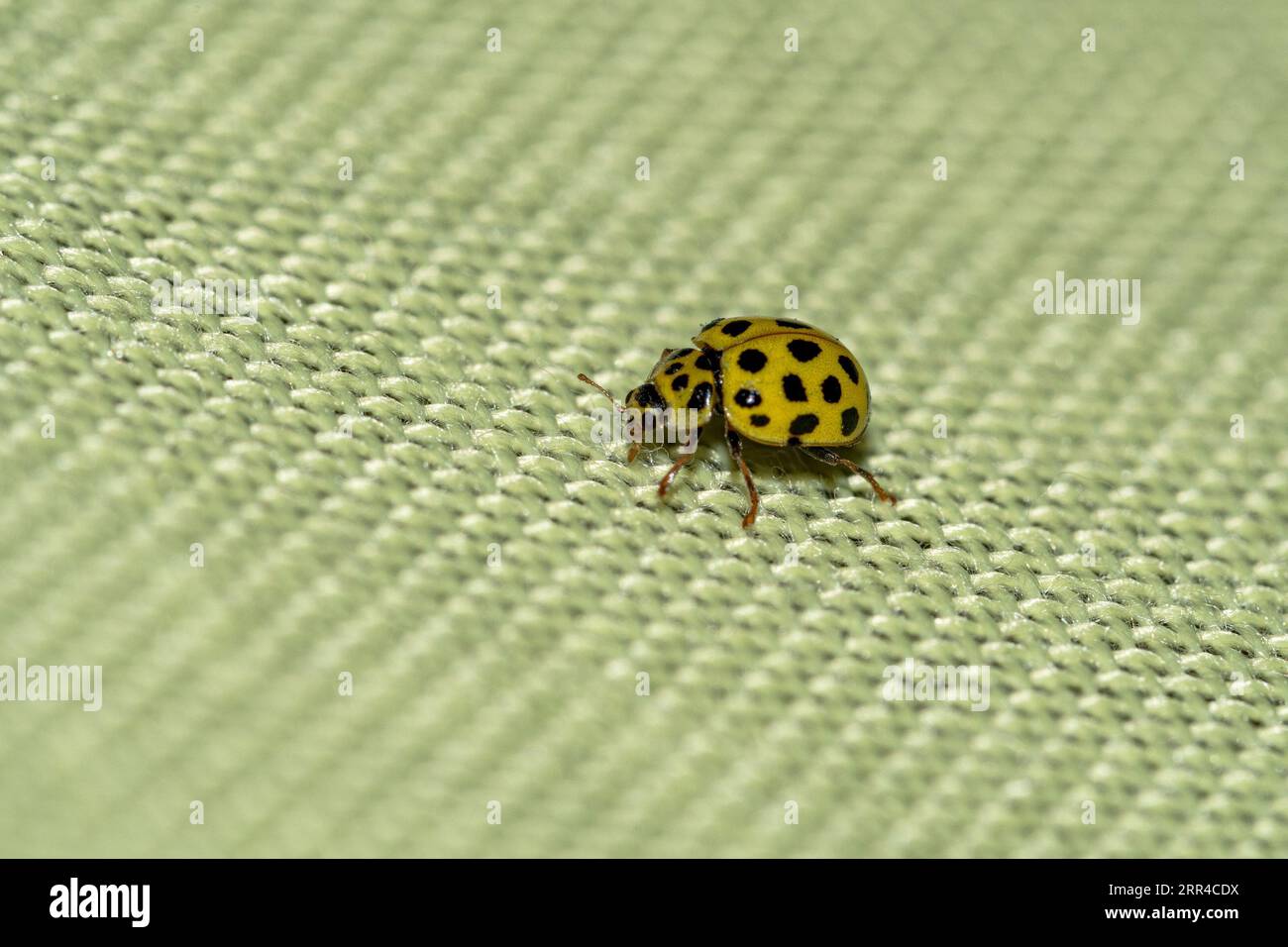 Yellow ladybug seen in close-up Stock Photo
