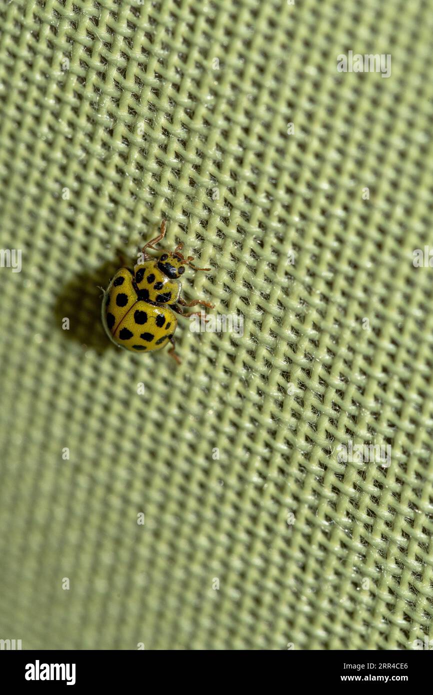 Yellow ladybug seen in close-up Stock Photo