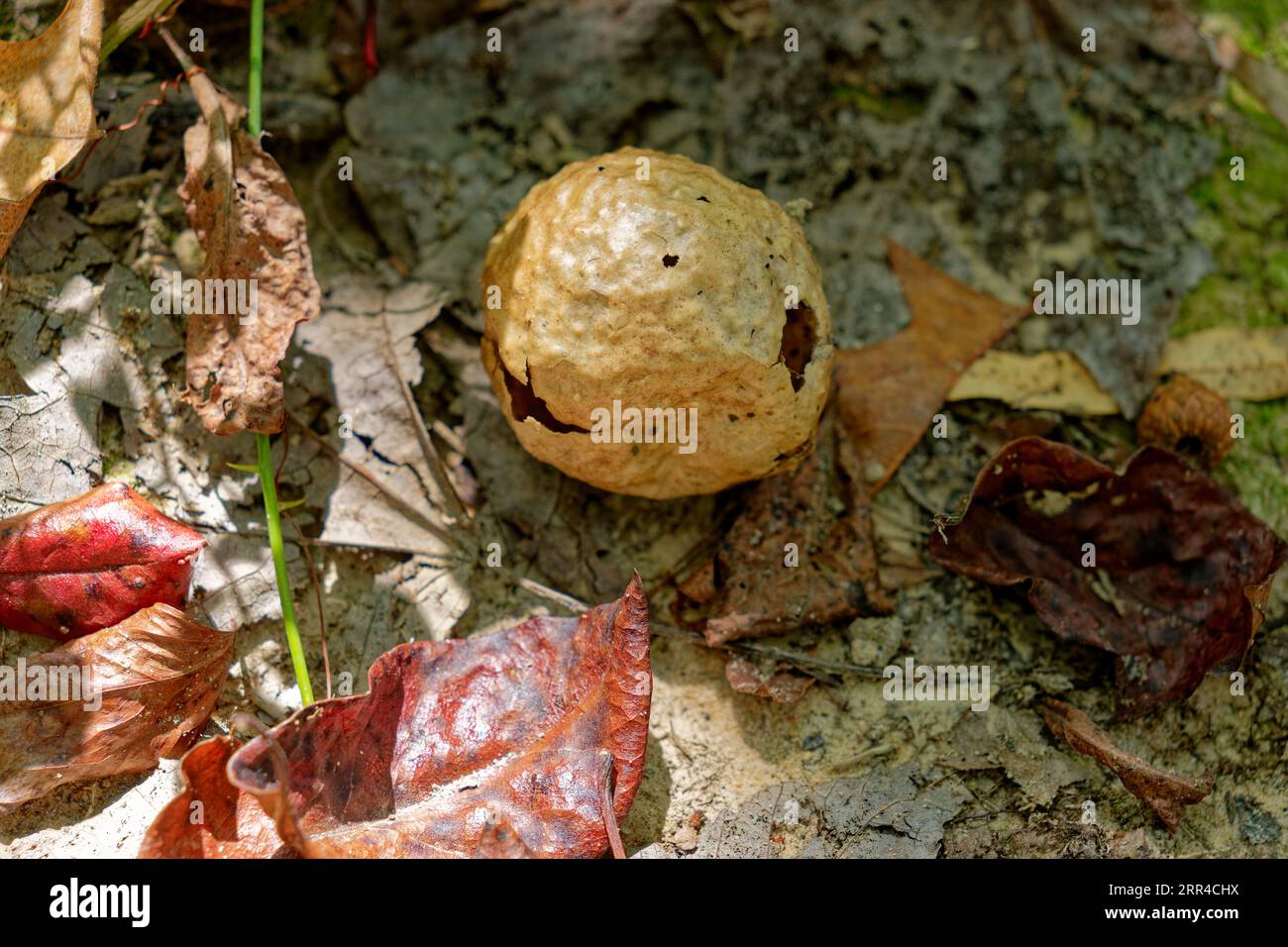A round gall from a wasp or insect laying on the ground hollow with a few holes and cracks surrounded by fallen leaves on a sunny day in summertime Stock Photo