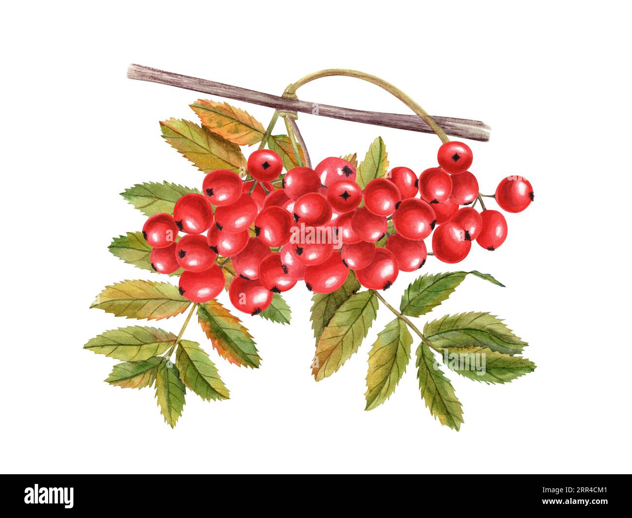 Autumn bunch of ripe rowan berries with leaves. Rustic fall arrangement with rowanberry. Sorbus aucuparia, mountain-ash, quick beam. Stock Photo