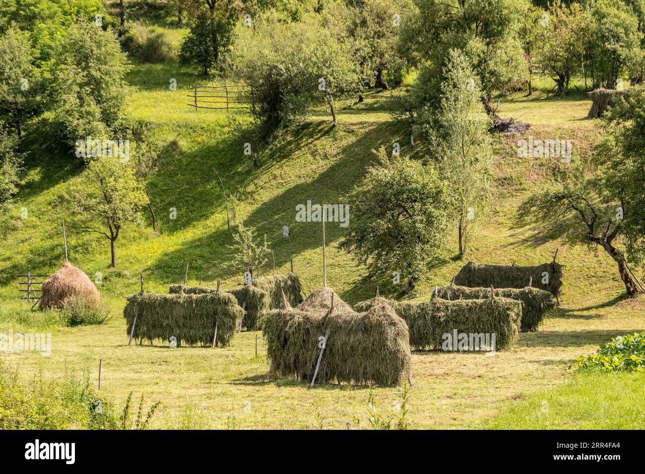 Drying hay on wooden fences in fields near Moldovița, Bucovina