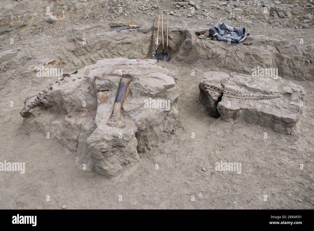 201203 -- SYDNEY, Dec. 3, 2020 -- Photo taken on July 17, 2015 shows skeleton being excavated at the field site in Montana, the United States. Australia s largest museum will soon be home to one of the most intact and finely preserved Triceratops fossils in the world. Museums Victoria announced Wednesday a 67-million-year-old triceratops skeleton at 87 percent complete will go on display in Melbourne Museum from 2021. TO GO WITH Australian museum to attain one of world s most intact dinosaur fossils /Museums Victoria/Handout via Xinhua AUSTRALIA-SYDNEY-TRICERATOPS FOSSIL HeinrichxMallison PUBL Stock Photo