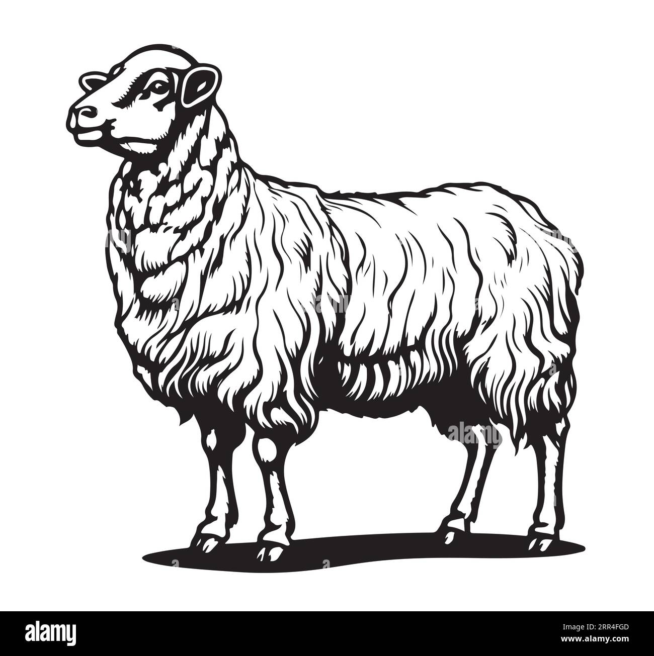 Farm sheep lamb hand drawn sketch Vector Stock Vector