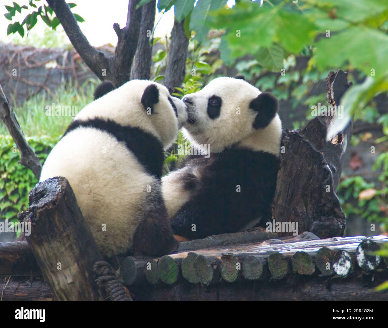 Giant pandas appear to be kissing in the Wolong Nature Reserve in Sichuan, China. Stock Photo