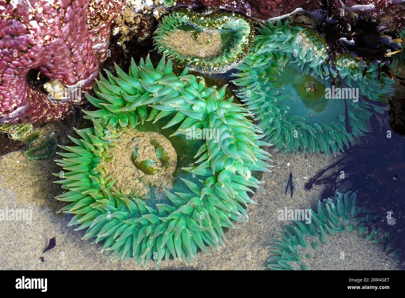 Giant green anemone in a tidal pool on the Oregon Coast Stock Photo