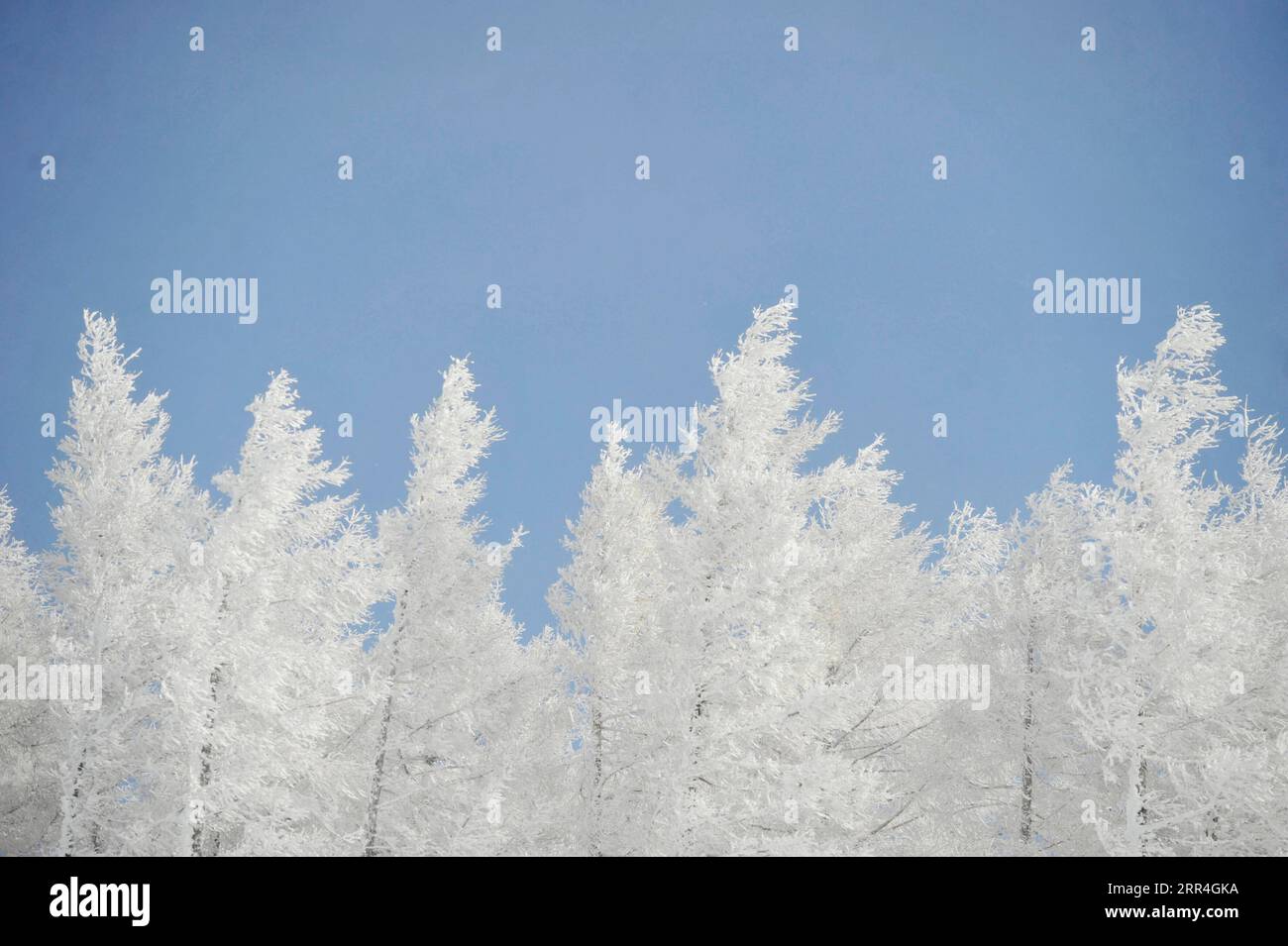 201204 -- CHENGDE, Dec. 4, 2020 -- Photo taken on Dec. 4, 2020 shows the winter scenery of Yudaokou pasture in Chengde City, north China s Hebei Province. Photo by /Xinhua CHINA-HEBEI-CHENGDE-WINTER SCENERYCN WangxLiqun PUBLICATIONxNOTxINxCHN Stock Photo