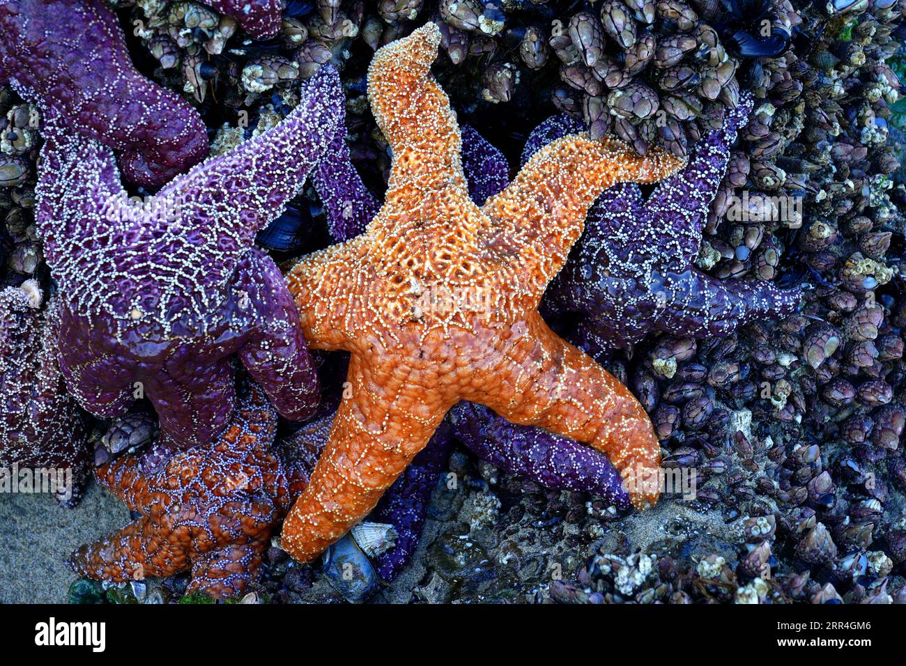 Orange Sea Star in a Tidal Pool on the Oregon Coast Stock Photo