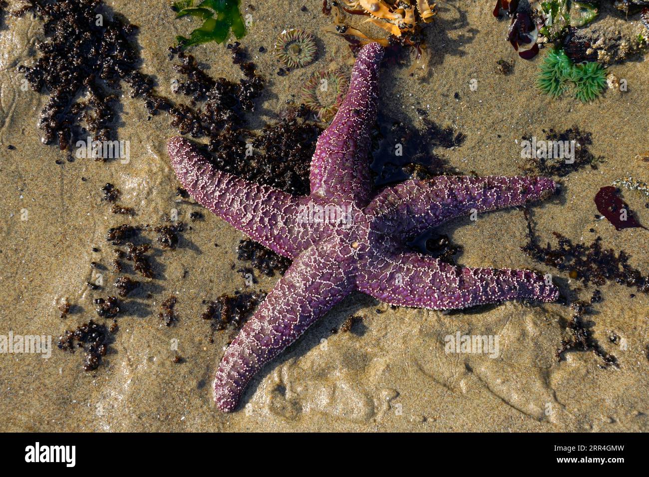 Purple Sea Star on the beach in Oregon Stock Photo