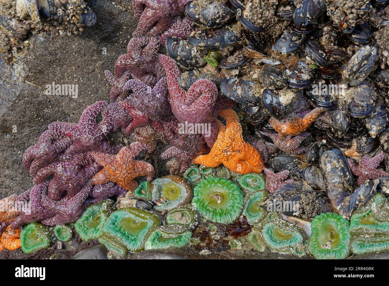 Sea life in a tidal pool on the Oregon Coast Stock Photo