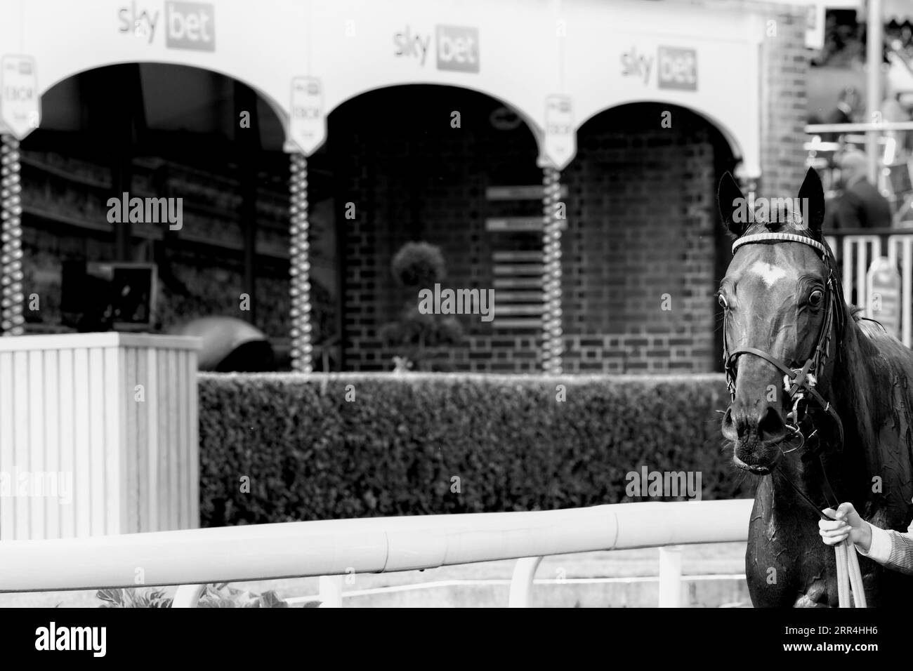 racehorse Astro King Stock Photo Alamy