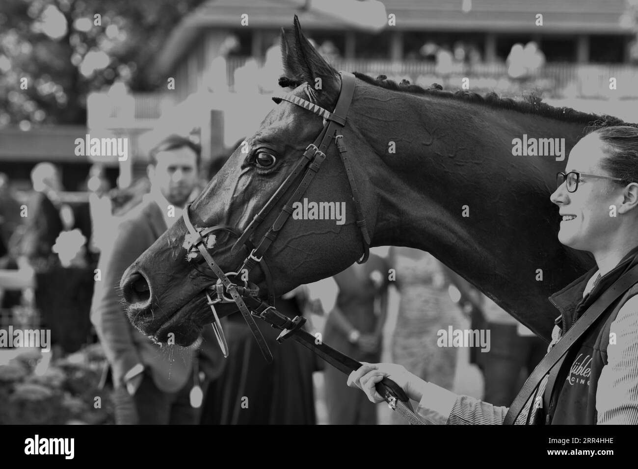 racehorse Astro King Stock Photo Alamy