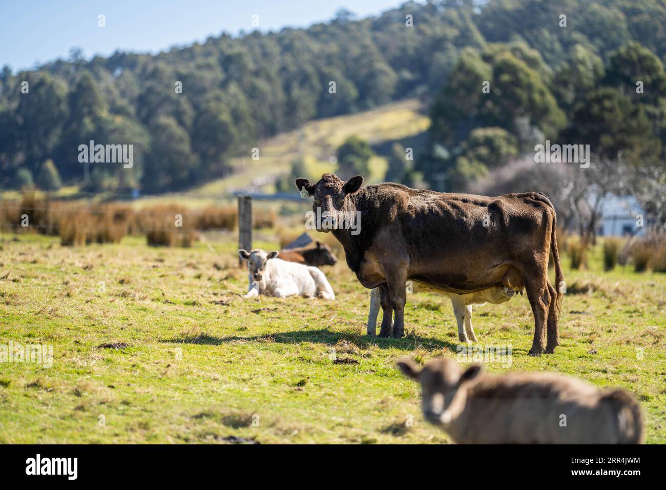 beef cows in a paddock free range in australia Stock Photo - Alamy