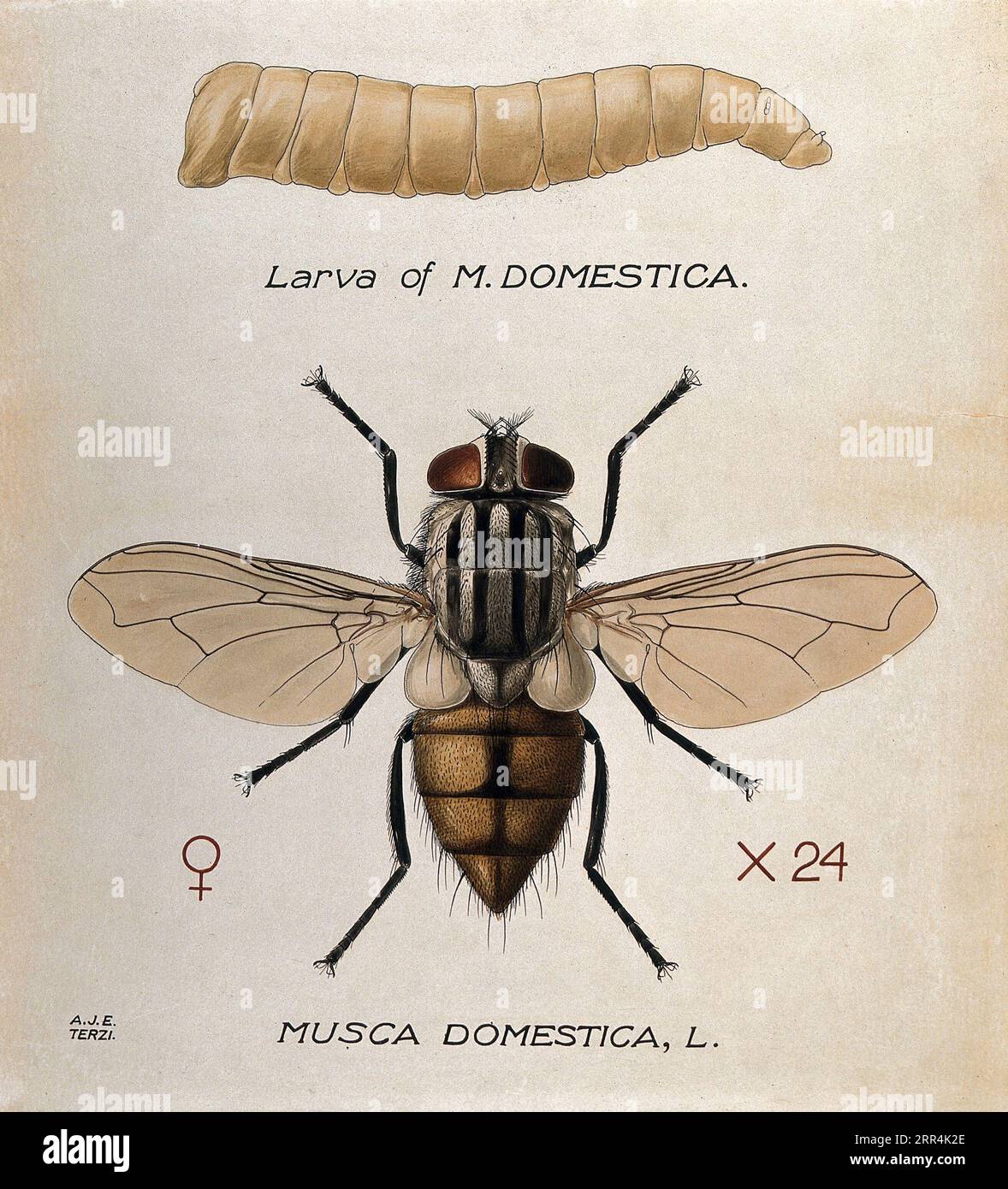 The Larva and fly of a house fly (Musca domestica), coloured drawing by A.J.E. Terzi. Stock Photo