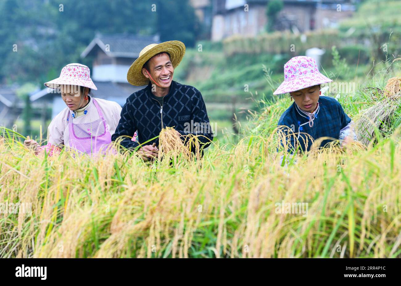 201210 -- BEIJING, Dec. 10, 2020 -- Farmers harvest rice at Jiache Village, Jiabang Township, Congjiang County of southwest China s Guizhou Province, Sept. 19, 2020. China s grain output reached nearly 670 billion kg in 2020, up 5.65 billion kg, or 0.9 percent, from last year, the National Bureau of Statistics NBS said on Thursday. This marks the sixth consecutive year that the country s total grain production has exceeded 650 billion kg. The bumper harvest comes despite disrupted farming as a result of the COVID-19 epidemic, which has been held in check thanks to efforts to ensure the transpo Stock Photo