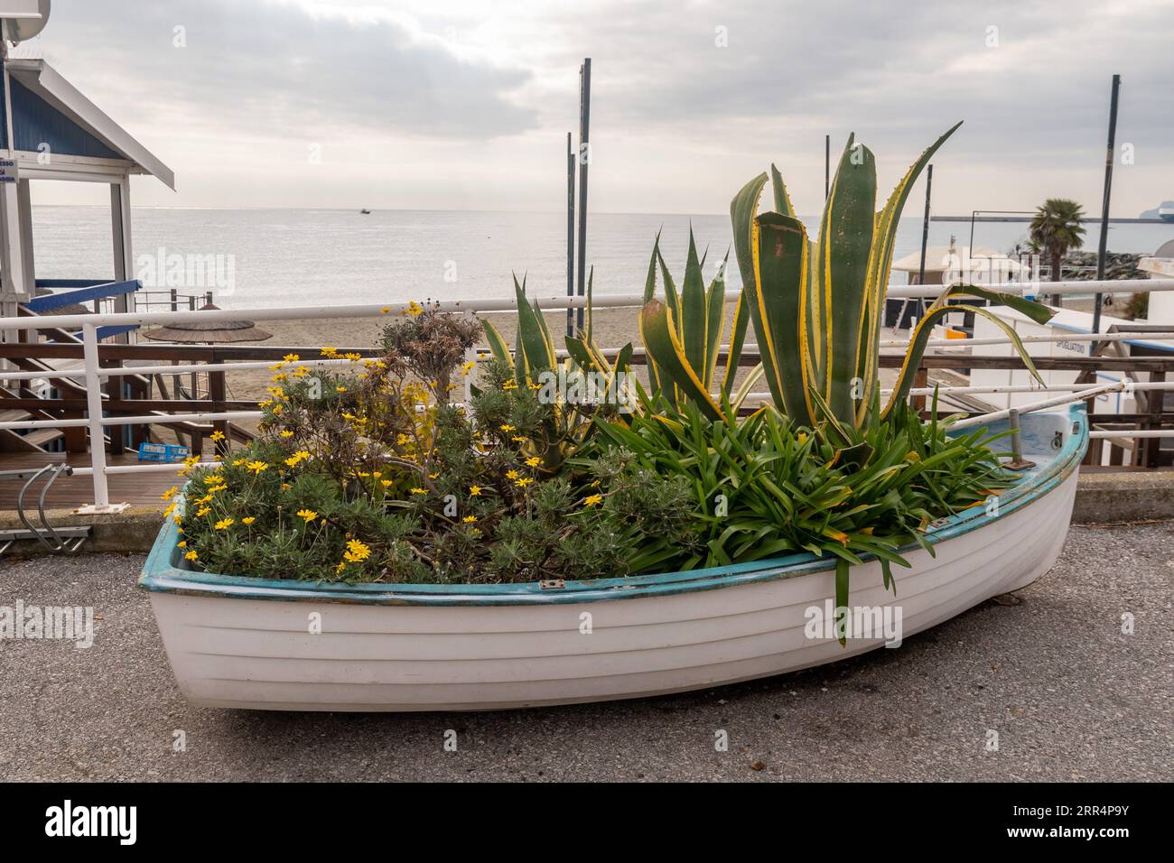 Old raw boat reused as a flower bed with yellow bush daisy (Euryops pectinatus) and agave plants on the promenade, Albisola Superiore, Savona, Italy Stock Photo