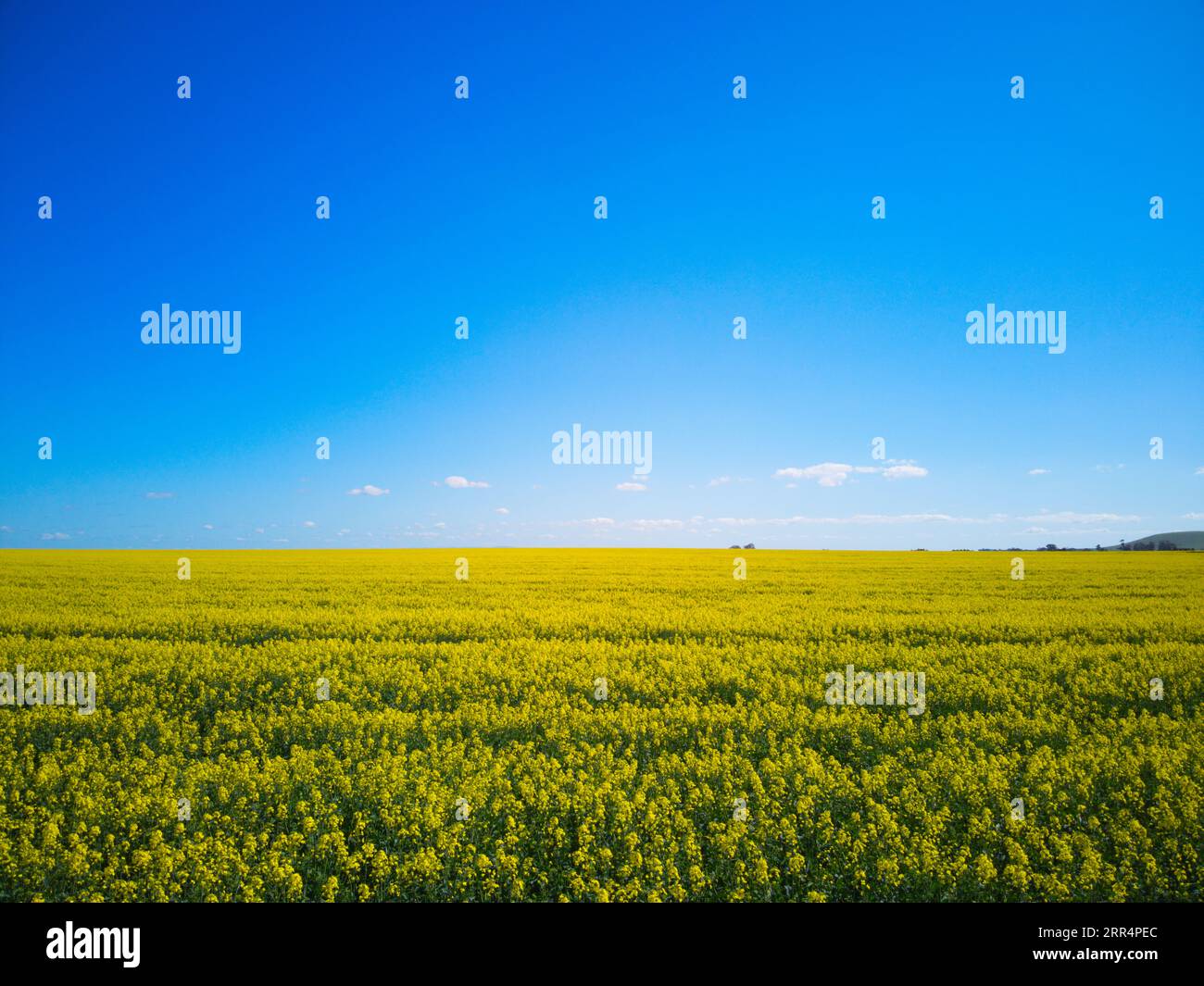 A canola field in Victoria Australia showing yellow flowers and a blue sky background, in an agricultural setting. Stock Photo