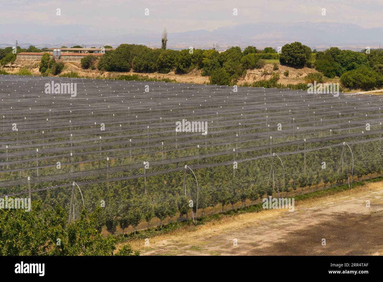 Gardens of apricot or peach trees protected by a protective net. Gardening concept. Stock Photo