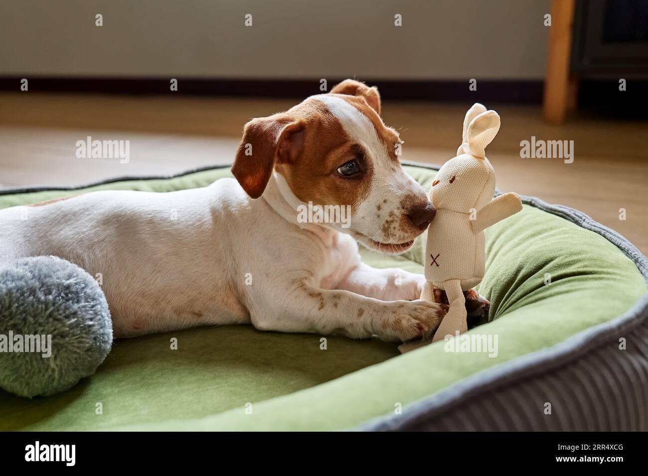 Jack and Jill on Dog Bed main image 0