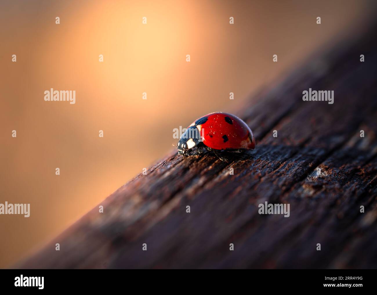 just a small ladybug enjoying the sunset Stock Photo