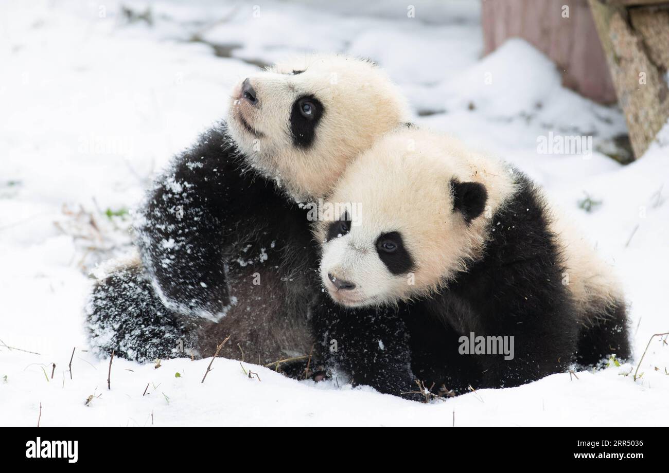 201217 -- WOLONG, Dec. 17, 2020 -- Giant pandas play after snow at Shenshuping base of China Conservation and Research Center for the Giant Panda in Wolong National Nature Reserve, southwest China s Sichuan Province, Dec. 17, 2020.  CHINA-SICHUAN-WOLONG-SNOW-PANDA CN JiangxHongjing PUBLICATIONxNOTxINxCHN Stock Photo