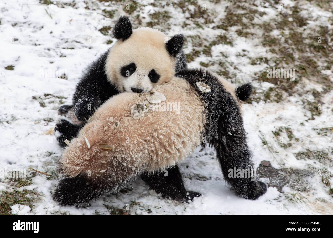 201217 -- WOLONG, Dec. 17, 2020 -- Giant pandas play after snow at Shenshuping base of China Conservation and Research Center for the Giant Panda in Wolong National Nature Reserve, southwest China s Sichuan Province, Dec. 17, 2020.  CHINA-SICHUAN-WOLONG-SNOW-PANDA CN JiangxHongjing PUBLICATIONxNOTxINxCHN Stock Photo