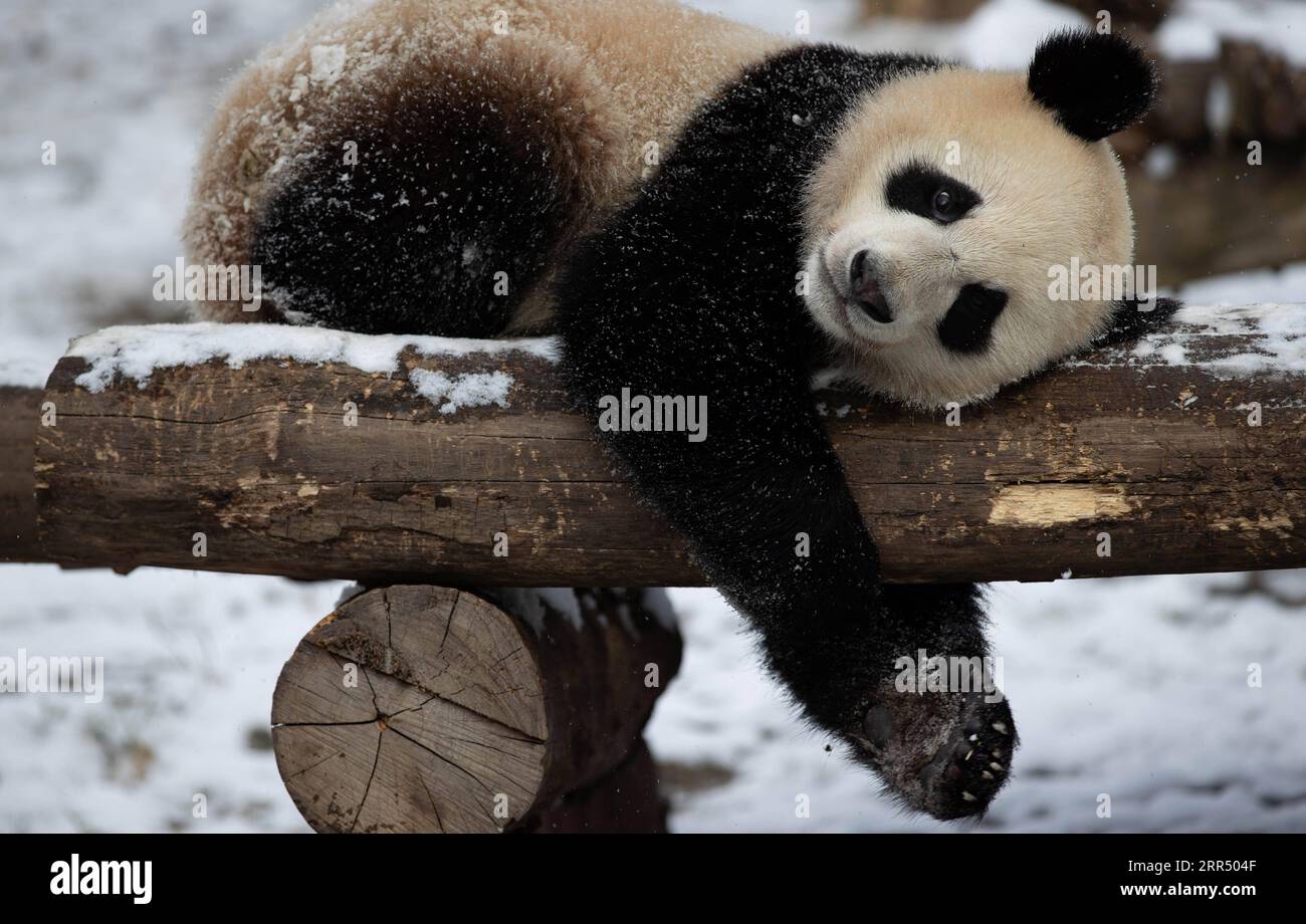 201217 -- WOLONG, Dec. 17, 2020 -- A giant panda plays after snow at Shenshuping base of China Conservation and Research Center for the Giant Panda in Wolong National Nature Reserve, southwest China s Sichuan Province, Dec. 17, 2020.  CHINA-SICHUAN-WOLONG-SNOW-PANDA CN JiangxHongjing PUBLICATIONxNOTxINxCHN Stock Photo