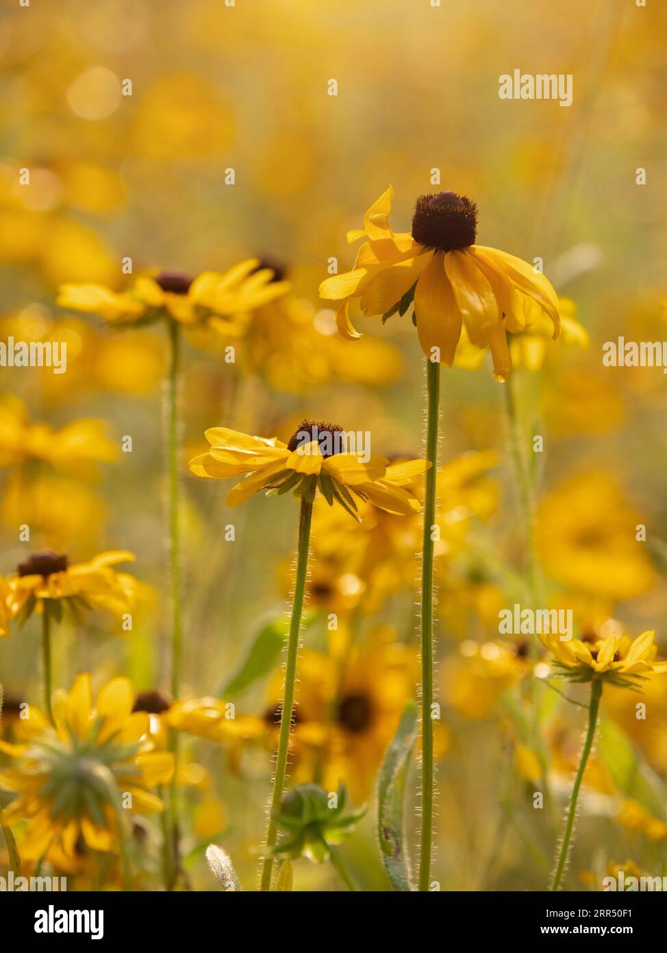 Black-eyed susan flowers grow wild in a meadow. Stock Photo