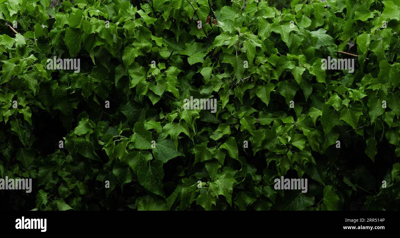 rain falling on green vegetation Stock Photo