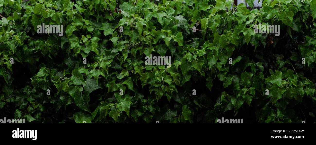 rain falling on green vegetation Stock Photo