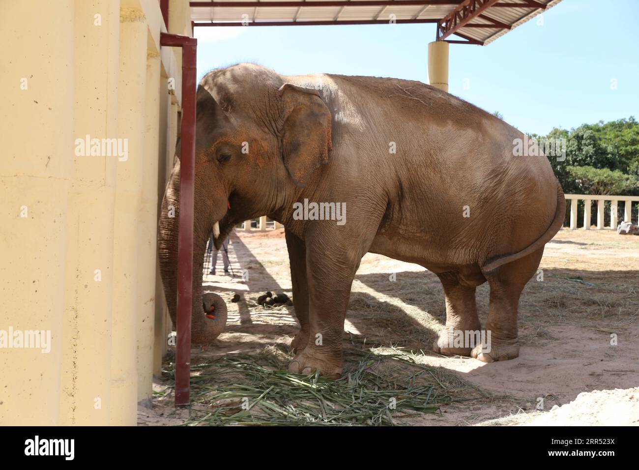 201219 ODDAR MEANCHEY Dec 19 2020 Kaavan A 35 year old Asian 201219-oddar-meanchey-dec-19-2020-kaavan-a-35-year-old-asian